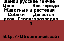 щенки русские гончие › Цена ­ 4 000 - Все города Животные и растения » Собаки   . Дагестан респ.,Геологоразведка п.